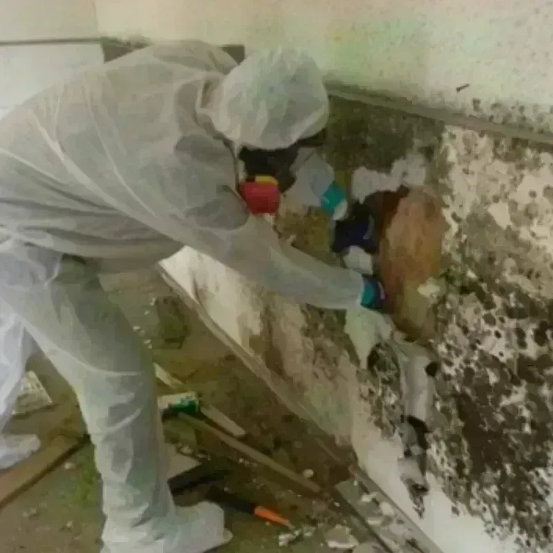 Mold Remediation and Removal in Anderson, TX